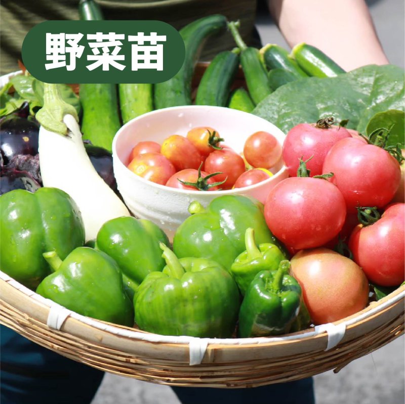 画像1: 【野菜苗】選べる6本セット（1~6本）★同梱可能商品 (1)