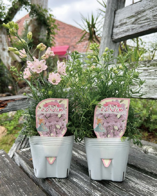 画像2: 【愛媛県オリジナルデルフィニウム】さくらひめ(4号)★同梱可能商品 (2)