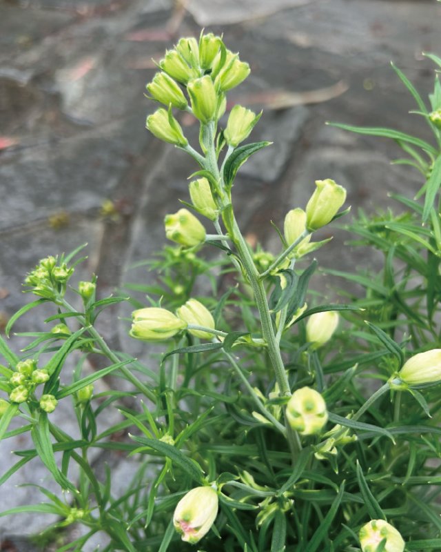 画像3: 【愛媛県オリジナルデルフィニウム】さくらひめ(4号)★同梱可能商品 (3)