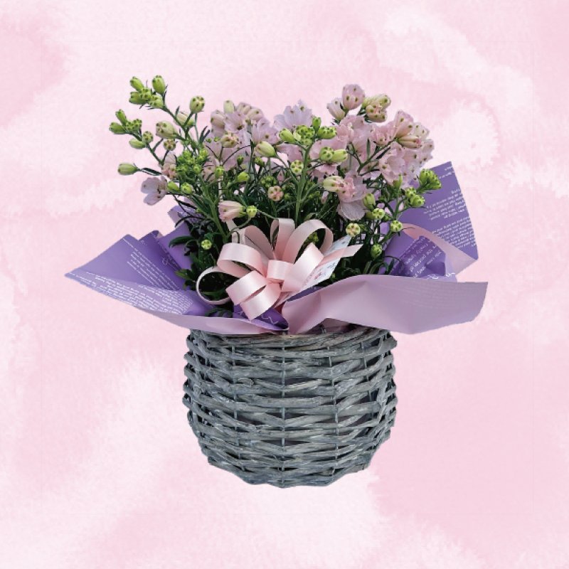 画像1: 【2026母の日ギフト】さくらひめ (1)