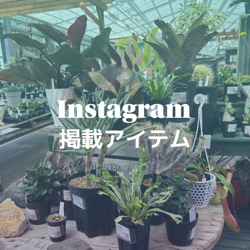 画像1: インスタグラム掲載商品【お問い合わせ】 (1)