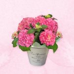 画像3: 【2026母の日ギフト】アジサイ (3)