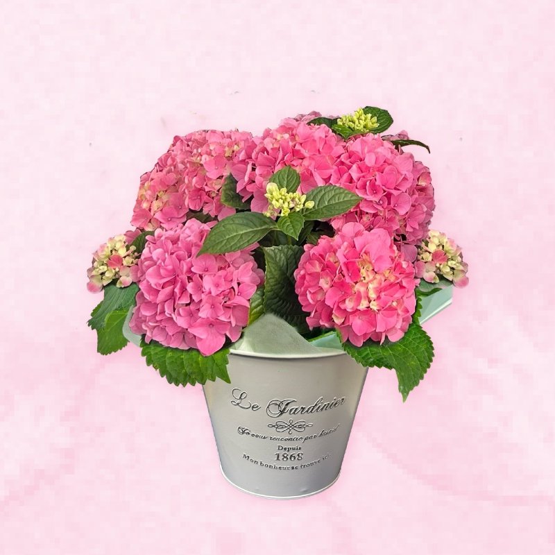 画像3: 【2026母の日ギフト】アジサイ (3)