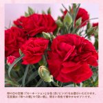 画像5: 【2026母の日ギフト】カーネーション (5)