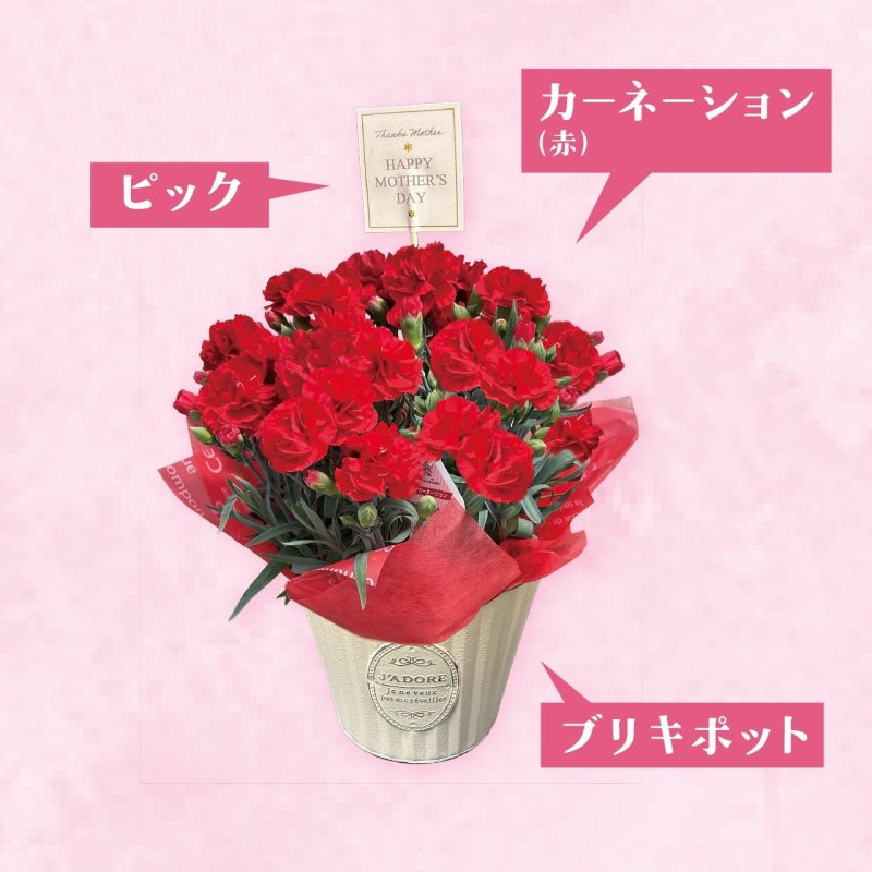 画像3: 【2026母の日ギフト】カーネーション (3)