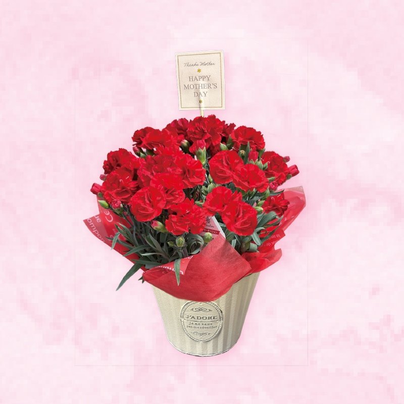 画像1: 【2026母の日ギフト】カーネーション (1)