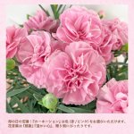 画像6: 【2026母の日ギフト】カーネーション (6)
