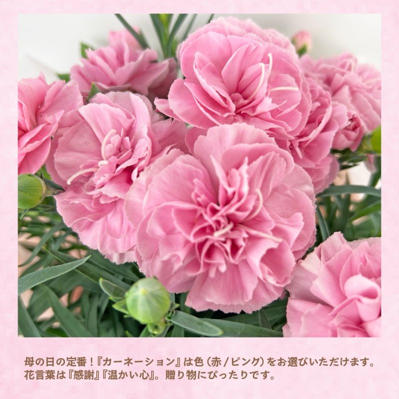 画像6: 【2026母の日ギフト】カーネーション (6)