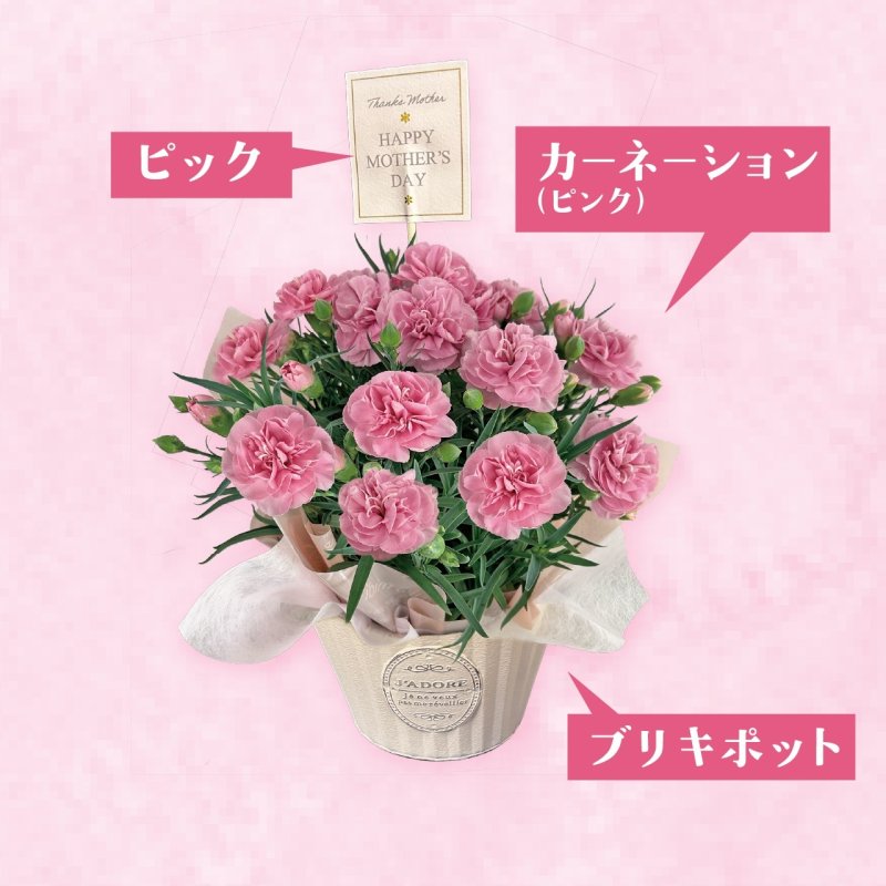 画像4: 【2026母の日ギフト】カーネーション (4)