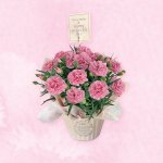 画像2: 【2026母の日ギフト】カーネーション (2)