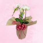 画像1: 【2026母の日ギフト】胡蝶蘭（ミディサイズ） (1)