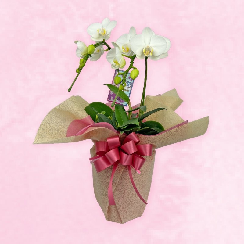 画像1: 【2026母の日ギフト】胡蝶蘭（ミディサイズ） (1)