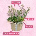 画像2: 【2026母の日ギフト】さくらひめ (2)