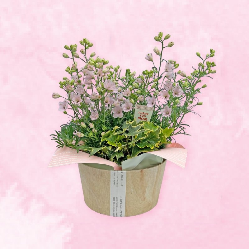 画像1: 【2026母の日ギフト】さくらひめ (1)