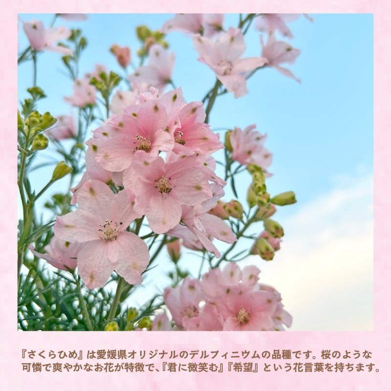 画像3: 【2026母の日ギフト】さくらひめ (3)