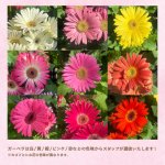 画像4: 【2026母の日ギフト】寄せカゴ（キュート） (4)