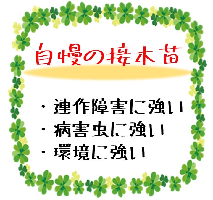 大玉トマト苗 桃太郎ゴールド 接木苗 ファンガーデン