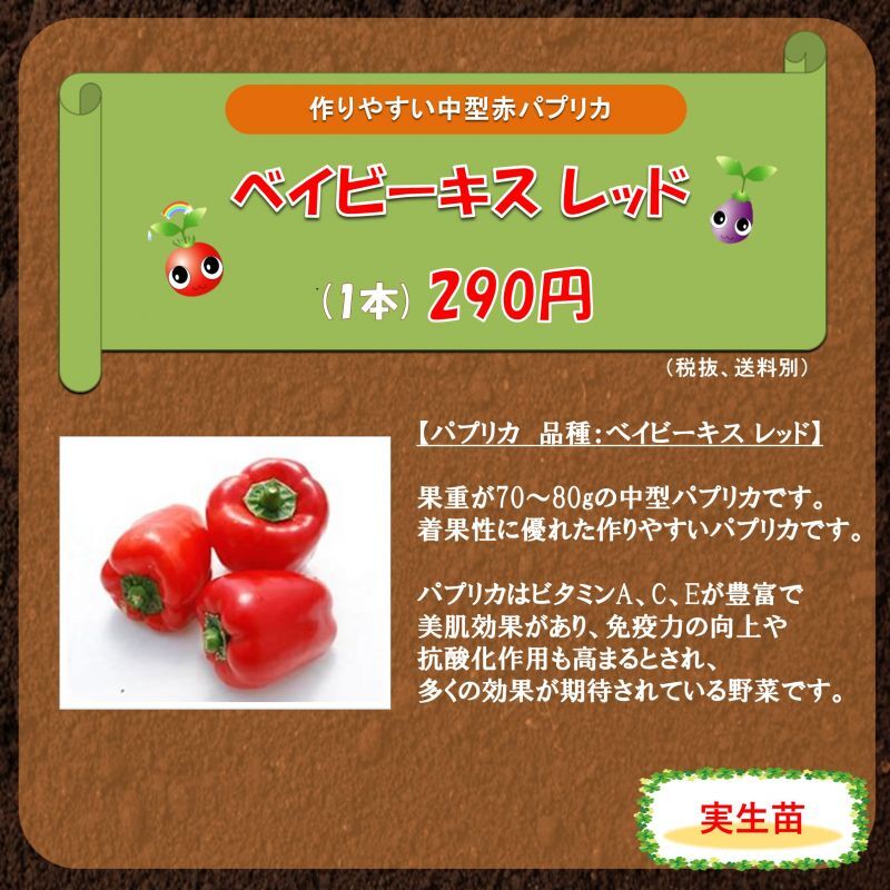 パプリカ苗 ベイビーキスレッド 実生苗 ファンガーデン
