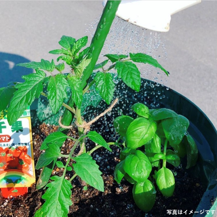 食べ比べ プランター栽培セット 選べる野菜苗付き 送料無料 ファンガーデン