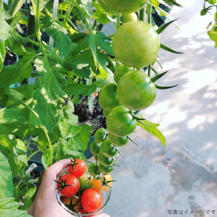 食べ比べ プランター栽培セット 選べる野菜苗付き 送料無料 ファンガーデン