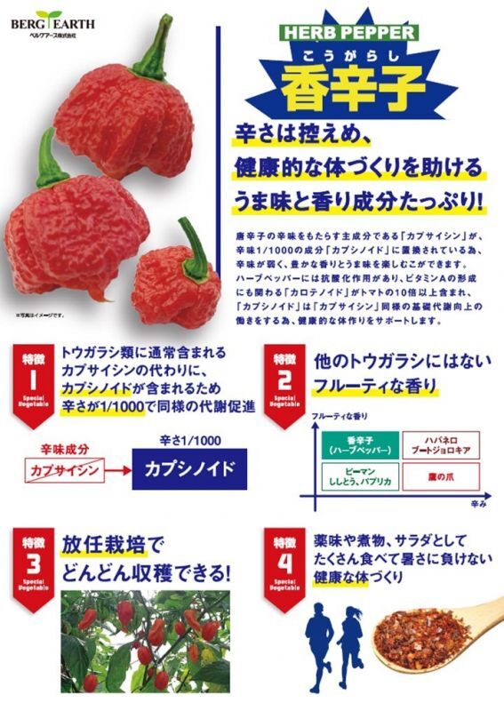 香辛子苗 ブートジョロキア レッド 実生苗 ファンガーデン 香辛子苗 ブートジョロキア レッド 実生苗 ファンガーデン